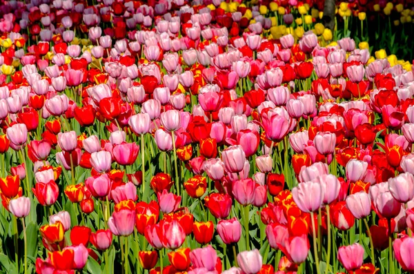 Red and pink tulips background plantation close up — Zdjęcie stockowe