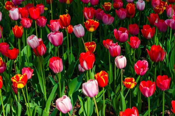 Barevné tulipány rostoucí v záhonu květin Stock Snímky