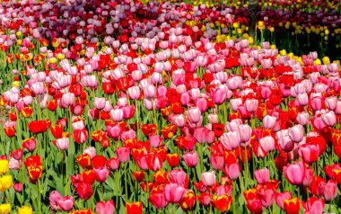red and pink tulips background plantation close up