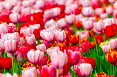 Gün boyunca tarlada pembe laleler. Yüksek kalite fotoğraf