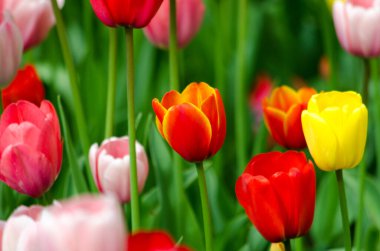 Güneşli bir günde kırmızı ve pembe laleler tarlası. Yüksek kalite fotoğraf