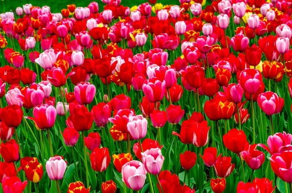 Pole Czerwonych Różowych Tulipanów Słoneczny Dzień Wysokiej Jakości Zdjęcie — Zdjęcie stockowe
