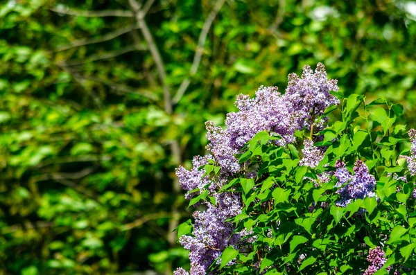 Purpurowy Liliowy Krzew Kwitnący Latem Słoneczny Dzień Wysokiej Jakości Zdjęcie — Zdjęcie stockowe