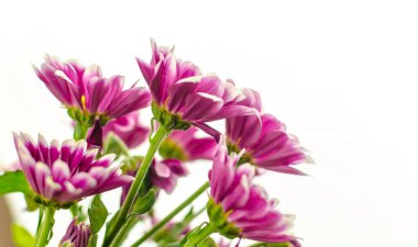 Mor kasımpatılar güneşte. Yüksek kalite fotoğraf