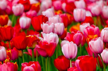 Güneşli bir günde kırmızı ve pembe laleler tarlası. Yüksek kalite fotoğraf