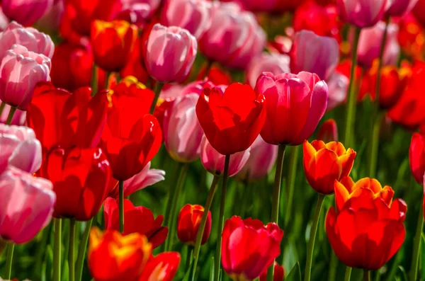 Feld Aus Roten Und Rosa Tulpen Einem Sonnigen Tag Hochwertiges — Stockfoto