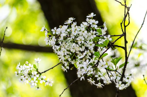 Kwitnący Biały Liliowy Słoneczny Dzień Zielonym Tle Wysokiej Jakości Zdjęcie — Zdjęcie stockowe