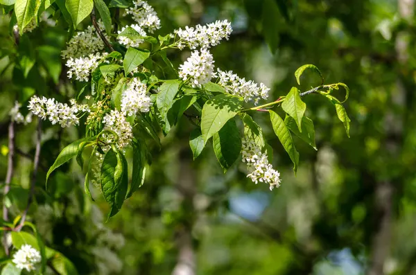 Lilas Blanc Fleurs Par Une Journée Ensoleillée Sur Fond Vert — Photo