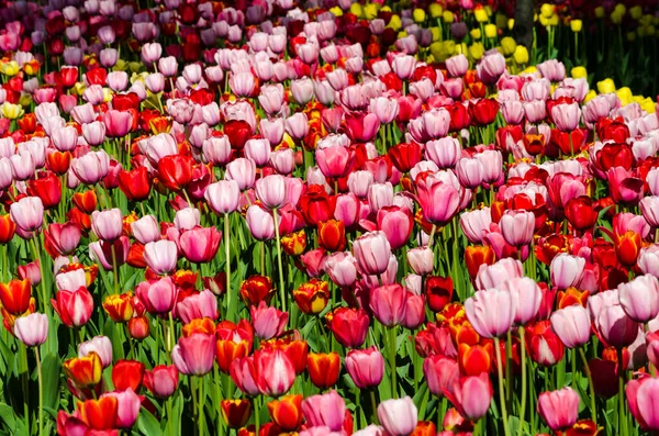 Tulipes Rouges Roses Plantation Fond Photo Haute Qualité — Photo