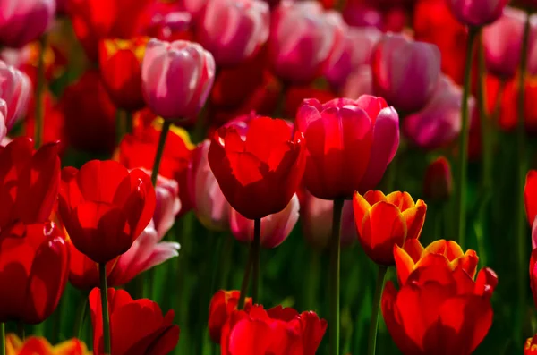 Feld Aus Roten Und Rosa Tulpen Einem Sonnigen Tag Hochwertiges — Stockfoto