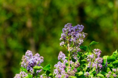 Yazın güneşli bir günde açan mor leylak çalısı. Yüksek kalite fotoğraf