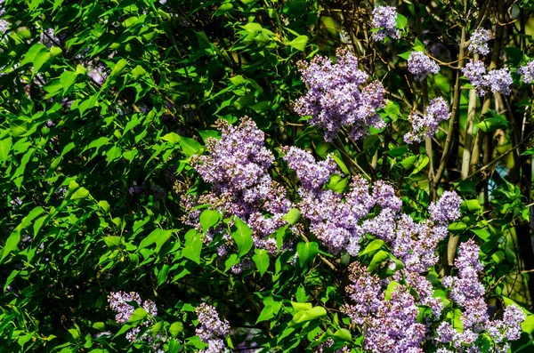 Purpurowy Liliowy Krzew Kwitnący Latem Słoneczny Dzień Wysokiej Jakości Zdjęcie — Zdjęcie stockowe