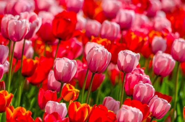 Feld Aus Roten Und Rosa Tulpen Einem Sonnigen Tag Hochwertiges — Stockfoto