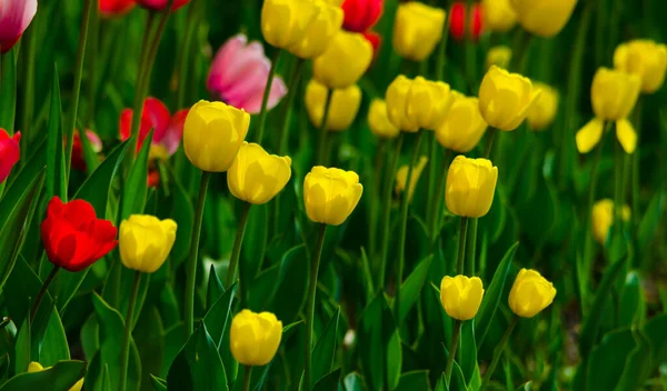 Yellow Tulips Flowerbed High Quality Photo — Stock Photo, Image