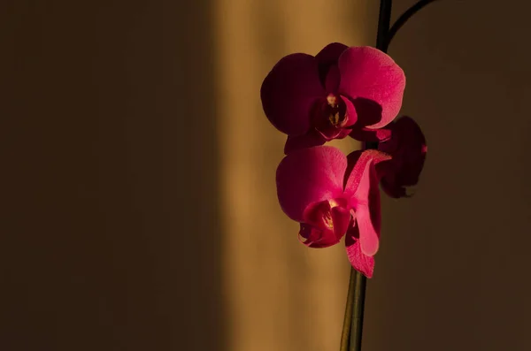 Purple Orchid Flowers Sunlight High Quality Photo — Stock Photo, Image