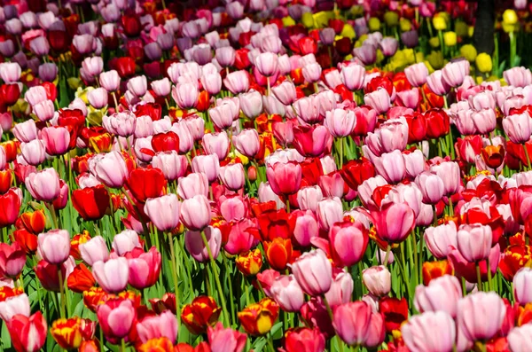 Czerwonych Różowych Tulipanów Plantacji Tła Wysokiej Jakości Zdjęcie — Zdjęcie stockowe