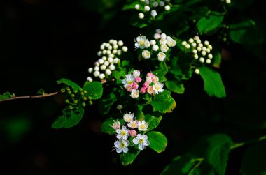 Yeşil arka planda çiçek açan küçük beyaz çiçekler. Yüksek kalite fotoğraf