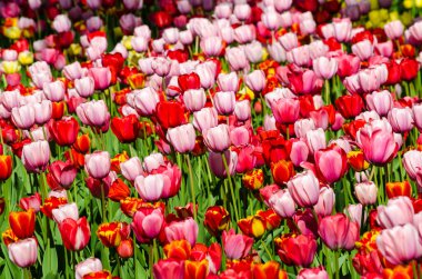 Kırmızı ve pembe laleler arka plan çiftliği. Yüksek kalite fotoğraf