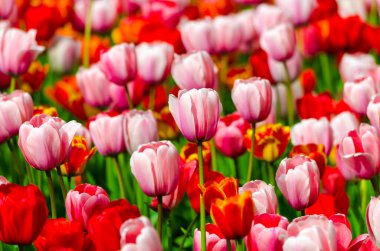 Gün boyunca tarlada pembe laleler. Yüksek kalite fotoğraf