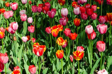 Çiçek tarhında büyüyen renkli laleler. Yüksek kalite fotoğraf