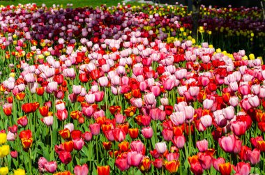 Kırmızı ve pembe laleler arka plan çiftliği. Yüksek kalite fotoğraf