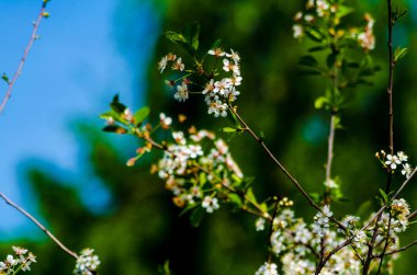 Gökyüzüne karşı bir elma ağacının filizlenen dalları. Yüksek kalite fotoğraf