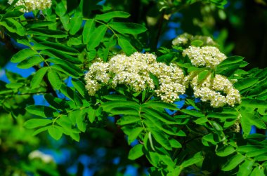 Güneşli bir günde çiçek açan Rowan dalları. Yüksek kalite fotoğraf