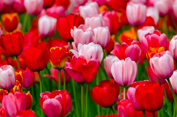 Campo Tulipanes Rojos Rosados Día Soleado Foto Alta Calidad —  Fotos de Stock