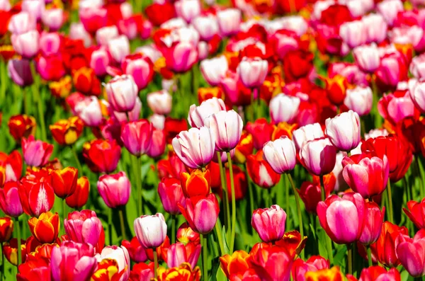 Rote Und Rosa Tulpen Hintergrund Plantage Hochwertiges Foto — Stockfoto
