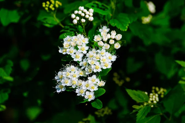 Pequeñas Flores Blancas Flor Sobre Fondo Verde Foto Alta Calidad — Foto de Stock