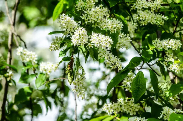 Lilas Blanc Fleurs Par Une Journée Ensoleillée Sur Fond Vert — Photo