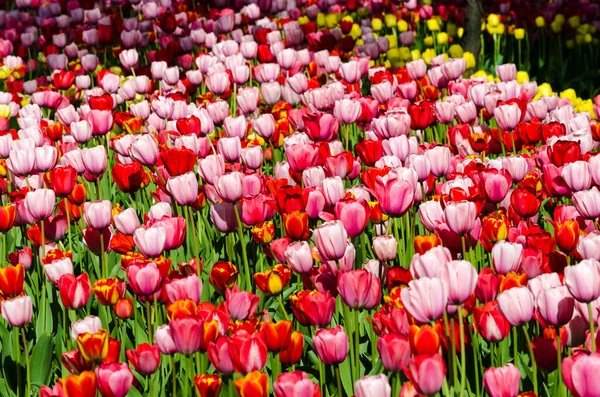 Tulipanes Rojos Rosados Plantación Fondo Foto Alta Calidad —  Fotos de Stock