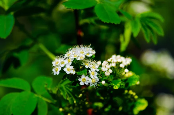 Kleine Weiße Blühende Blumen Auf Grünem Hintergrund Hochwertiges Foto — Stockfoto