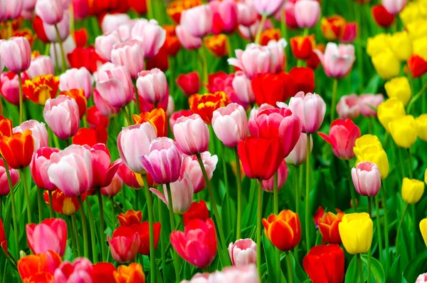 Rosa Tulpen Auf Dem Feld Während Des Tages Hochwertiges Foto — Stockfoto