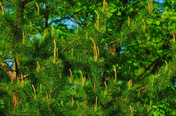 여름의 하늘에는 소나무 가지가 고품질 — 스톡 사진