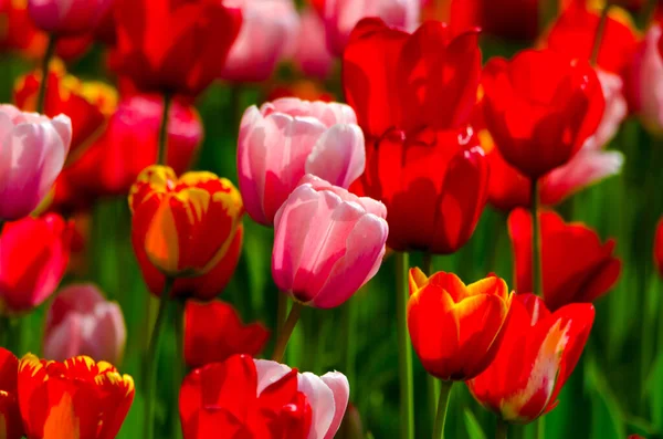 Feld Aus Roten Und Rosa Tulpen Einem Sonnigen Tag Hochwertiges — Stockfoto