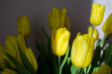 Güneşin altında bir buket sarı lale. Yüksek kalite fotoğraf