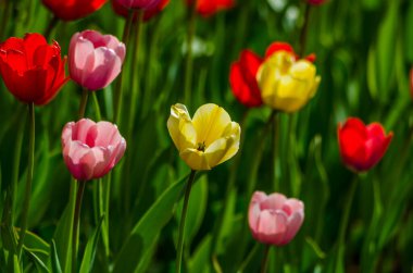 Sarı lale, çiçek tarhındaki kırmızı lalelerin arasında. Yüksek kalite fotoğraf