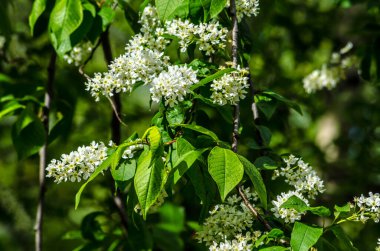Yeşil arka planda güneşli bir günde açan beyaz leylak. Yüksek kalite fotoğraf