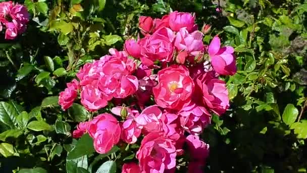 Rózsaszín Csipkebogyó Virágok Egy Napsütéses Napon — Stock videók