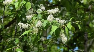 Güneşli bir günde beyaz kuş kirazı açar.