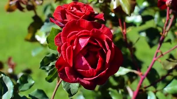 Floreciente Rosa Roja Fondo Verde Día Soleado — Vídeo de stock