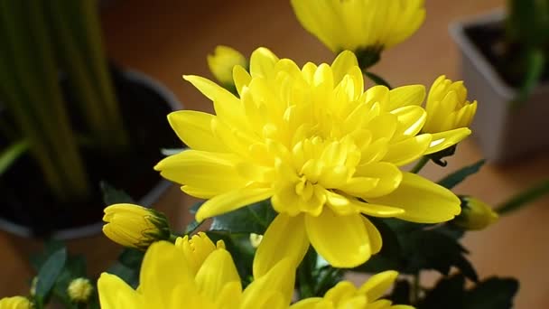 黄菊花视频顶部视图缓慢的日光 — 图库视频影像