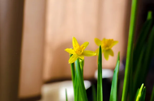 Kvetoucí Žluté Narcisy Slunci Vysoce Kvalitní — Stock fotografie
