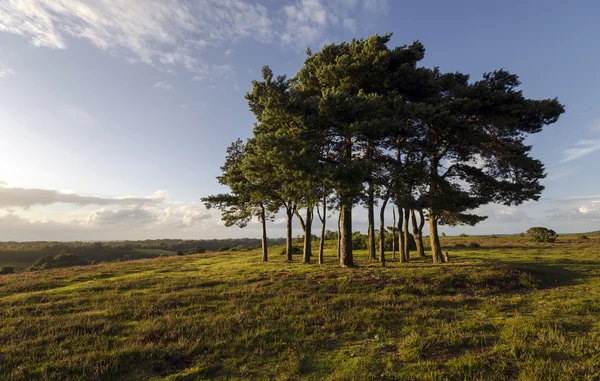 Clump of Scots Pine Trees — Stock Photo, Image