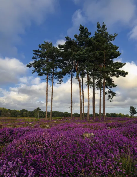 Summer Heather and Pine Trees — Stock Photo, Image