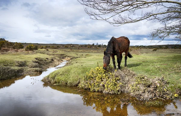 New Forest Pony — Stock fotografie