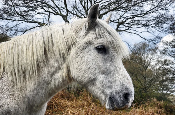 New Forest Pony — Stock fotografie