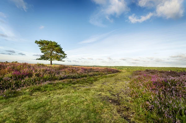 New forest — Stockfoto