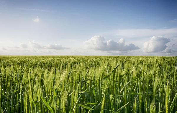 Campo de cebada — Foto de Stock